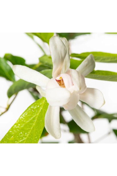 Калікант Венус опис